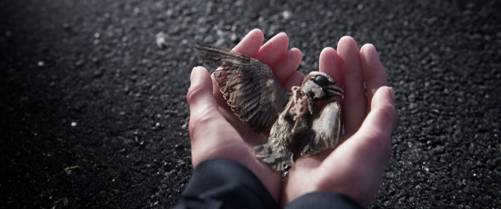 A Sparrow's Song — still 4